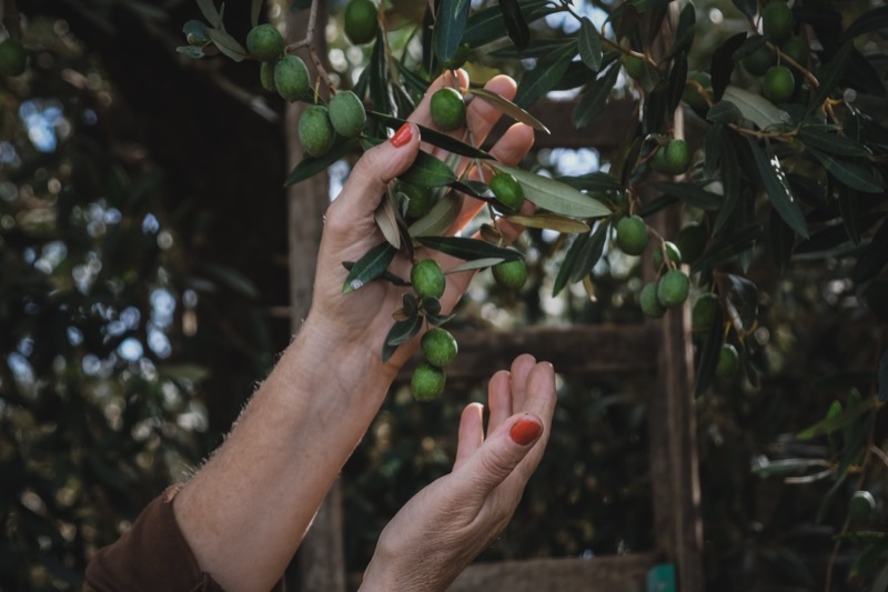 Panorama degli ulivi
