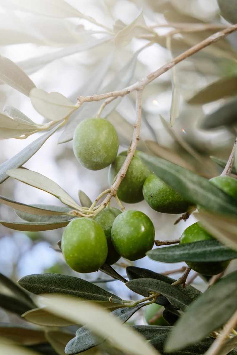 Processo di spremitura