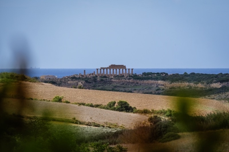 Panorama degli ulivi